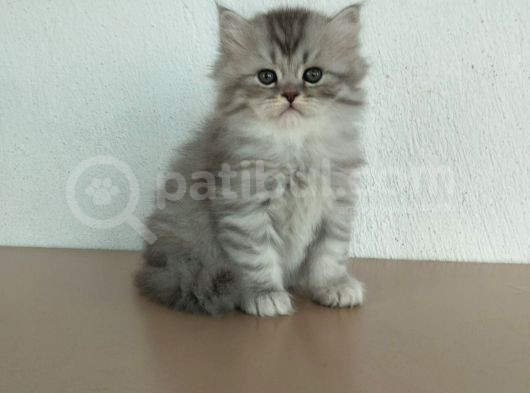 Safkan Sağlıklı Yavrularımız görsel