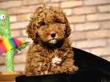 Tooy poodle cinsi yavrular DİŞİ erkek mevcuttur 