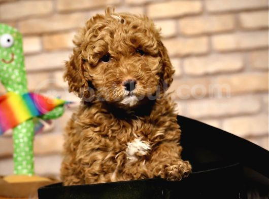 Tooy Poodle Cinsi Yavrular Di̇şi̇ Erkek Mevcuttur 