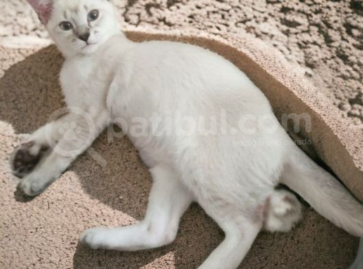 Girlayan Dünya Tatlisi Prensesleri̇m görsel