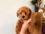 Büyümeyen Minik Maltipoo Bebekler