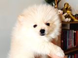 Ayıcık Surat Teacup Pomeranian Boo Bebişler