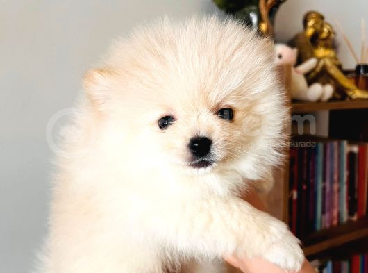 Ayıcık Surat Teacup Pomeranian Boo Bebişler görsel