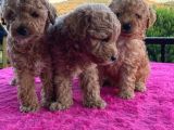 Toy Poodle 2 Aylık 3 Kg En Fazla