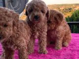 Toy Poodle 2 Aylık 3 Kg En Fazla