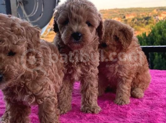 Toy Poodle 2 Aylık 3 Kg En Fazla görsel