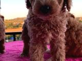 Toy Poodle 2 Aylık 3 Kg En Fazla