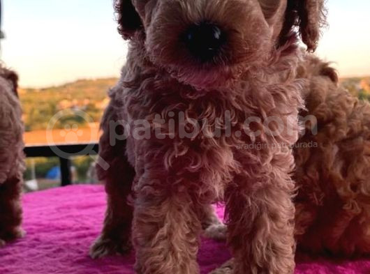 Toy Poodle 2 Aylık 3 Kg En Fazla görsel