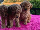 Toy Poodle 2 Aylık 3 Kg En Fazla