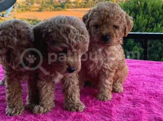 Toy Poodle 2 Aylık 3 Kg En Fazla görsel