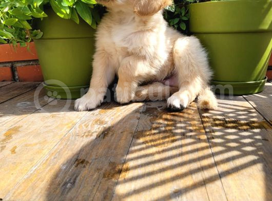 Bebek Yüz Golden Yavrular görsel