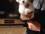 Ev Doğumu Maltese Bebeklerimiz