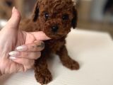 Redbrown kurabiyelerim