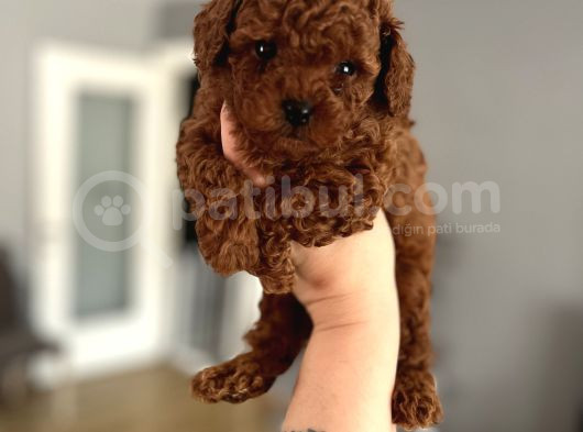 Redbrown Kurabiyelerim görsel