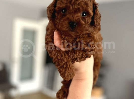 Redbrown Kurabiyelerim görsel