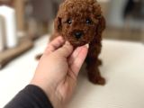Redbrown Kurabiyelerim