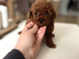 Redbrown Kurabiyelerim