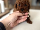 Redbrown Kurabiyelerim