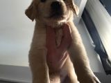 Ev Doğumlu Orjinal Babyface Golden Retriever Yavrular