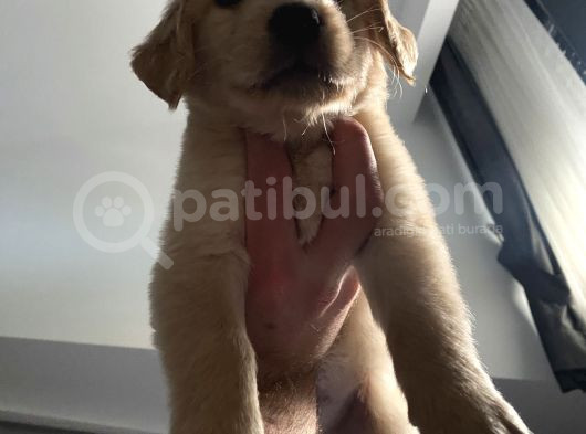 Ev Doğumlu Orjinal Babyface Golden Retriever Yavrular görsel