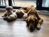 Ev doğumlu orjinal babyface golden retriever yavrular