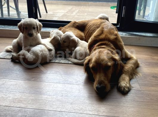 Ev Doğumlu Orjinal Babyface Golden Retriever Yavrular