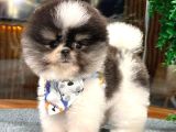 güzeller güzeli dişi ve erkek pomeranian bebeklerimiz