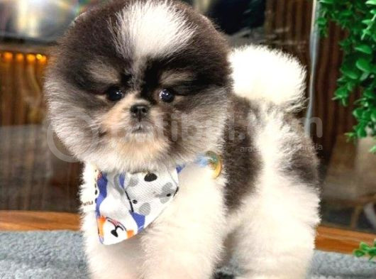 Güzeller Güzeli Dişi Ve Erkek Pomeranian Bebeklerimiz