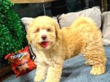 Toy Poodle Yavrularımız Yeni Yuvalarını Arıyor