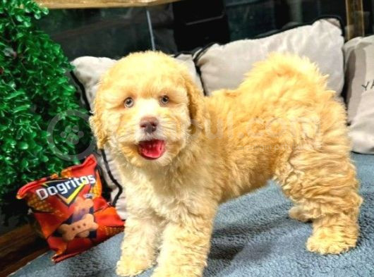 Toy Poodle Yavrularımız Yeni Yuvalarını Arıyor görsel