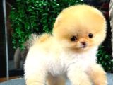 Minyatür Sevimlilik Arayanlara Özel Pomeranian Bebekler