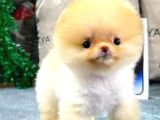 Minyatür Sevimlilik Arayanlara Özel Pomeranian Bebekler