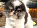 Güzeller Güzeli Dişi Ve Erkek Pomeranian Bebeklerimiz