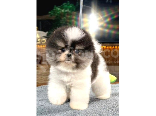 Güzeller Güzeli Dişi Ve Erkek Pomeranian Bebeklerimiz görsel