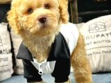 Toy Poodle Yavrularımız Yeni Yuvalarını Arıyor