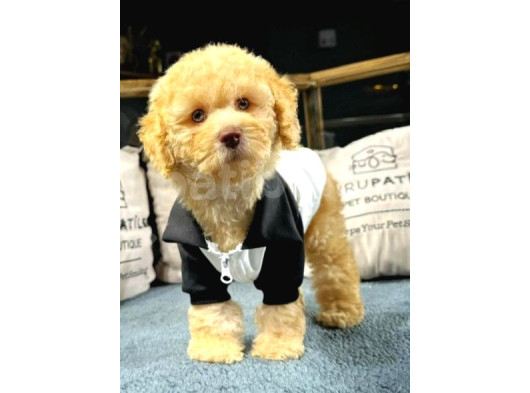 Toy Poodle Yavrularımız Yeni Yuvalarını Arıyor görsel