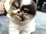 Güzeller Güzeli Dişi Ve Erkek Pomeranian Bebeklerimiz