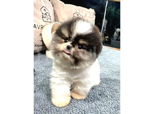 Güzeller Güzeli Dişi Ve Erkek Pomeranian Bebeklerimiz görsel