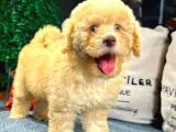 Toy Poodle Yavrularımız Yeni Yuvalarını Arıyor