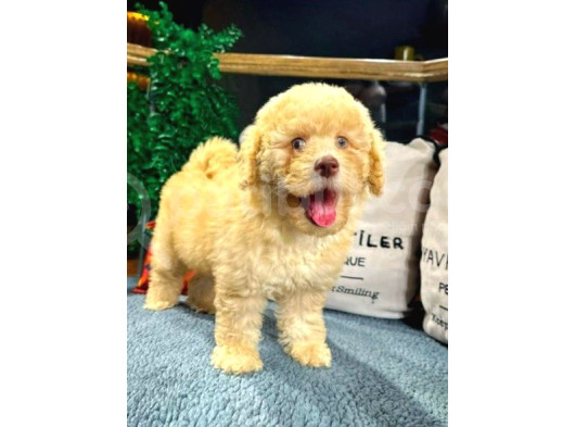 Toy Poodle Yavrularımız Yeni Yuvalarını Arıyor görsel
