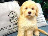 toy Poodle Yavrularımız Yeni Yuvalarını Arıyor