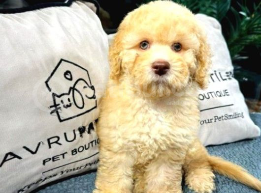 Toy Poodle Yavrularımız Yeni Yuvalarını Arıyor