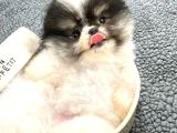 Güzeller Güzeli Dişi Ve Erkek Pomeranian Bebeklerimiz