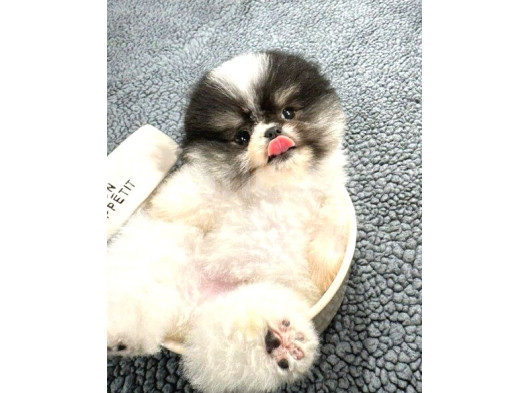 Güzeller Güzeli Dişi Ve Erkek Pomeranian Bebeklerimiz görsel