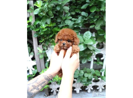 Koyu Kahverengi Toypoodle Yavrular Her Yere Gönderilir görsel