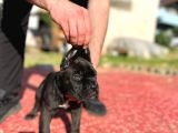 Cane Corso Erkek Son Tek Yavru