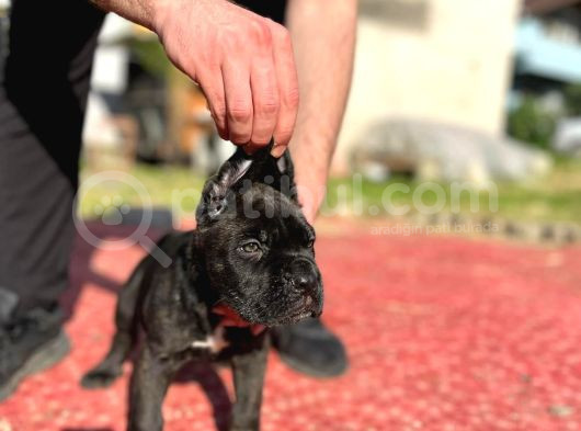 Cane Corso Erkek Son Tek Yavru