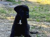 Cane Corso Erkek Son Tek Yavru