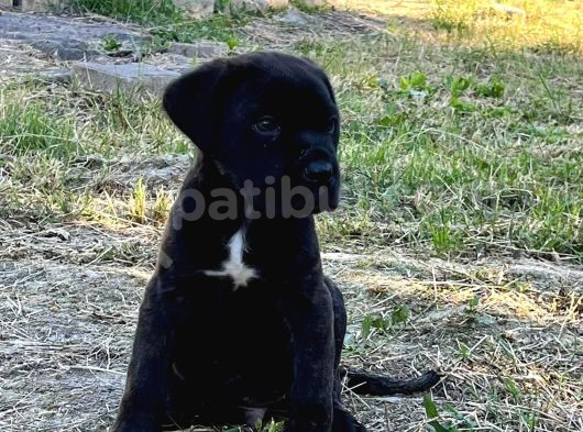 Cane Corso Erkek Son Tek Yavru görsel
