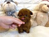 Koyu Kahverengi Toypoodle Yavrular Her Yere Gönderilir